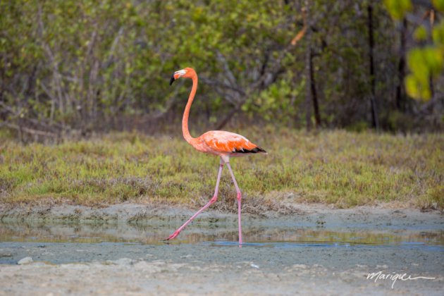 Bon Bini Bonaire chogogó