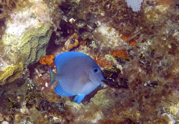 De veelkleurige schoonheid van de onderwaterwereld van Mexico