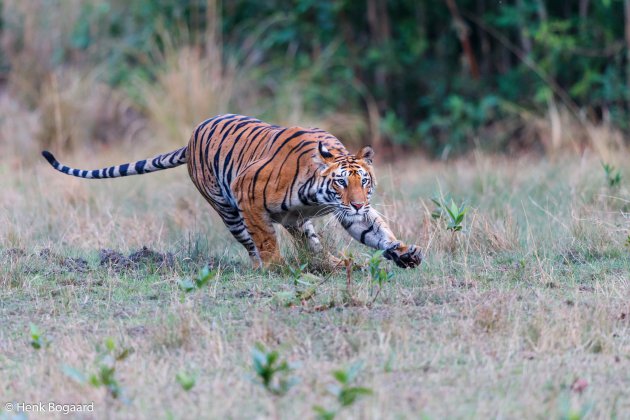 tijger in actie in Bandhavgarh NP - India