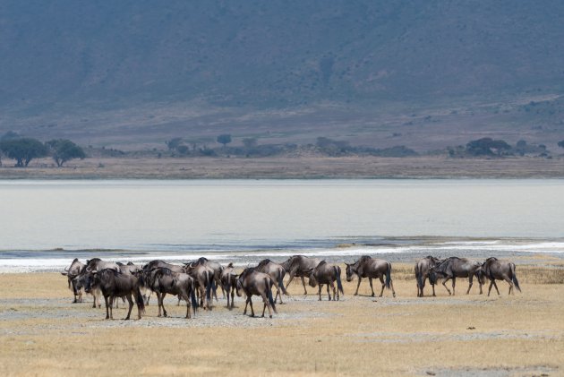 Ngorongoro krater