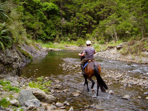 Te Urawera te paard