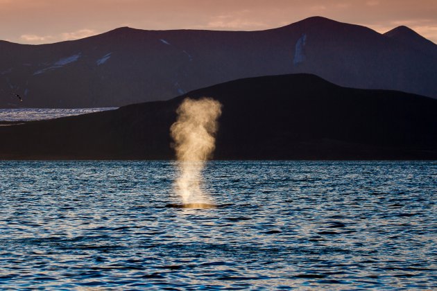 Een walvis in het avondlicht