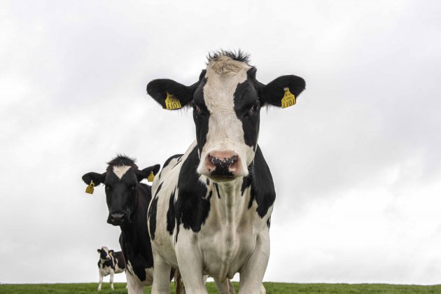 Ballycotton Cows