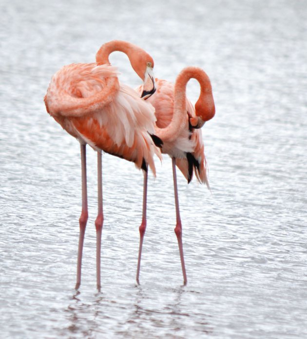 De Caribische flamingo