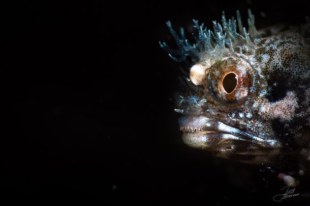 Roughhead blenny