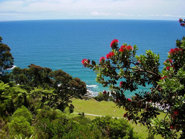 Pohutukawa