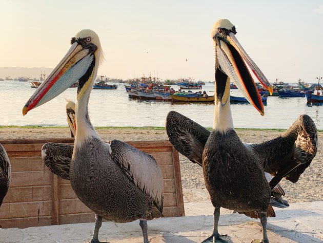 Bienvenidos a Paracas...