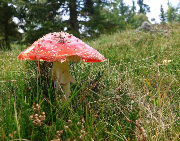 Herfst op de bergweide