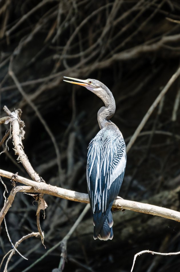 Amerikaanse slangenhalsvogel