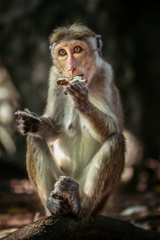 wildlife Sri Lanka