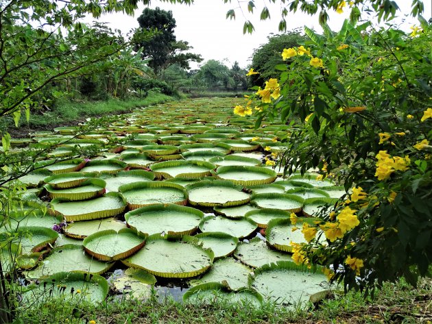 Amarat Lotus Garden.