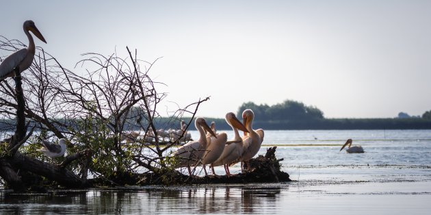 Het is nog vroeg in de Donau delta