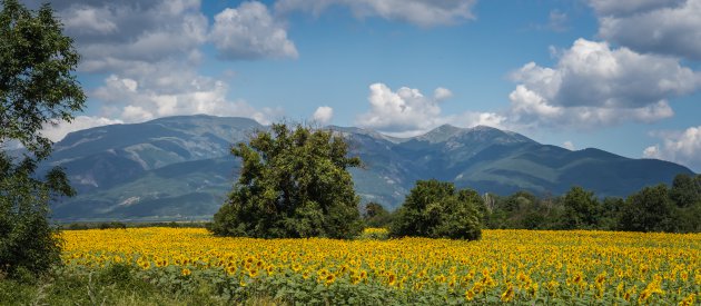 Zonnebloemen in bloei