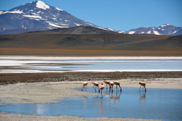 Laguna Brava