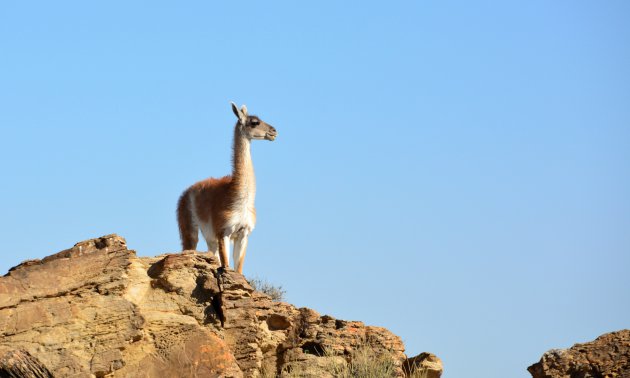 Guanaco