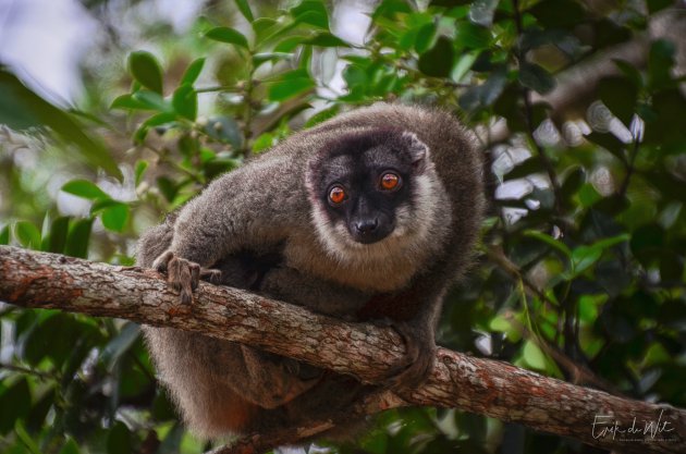 Bruine Maki (Eulemur fulvus)