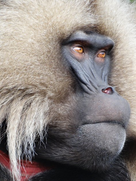 Gelada's In Simien Mountains