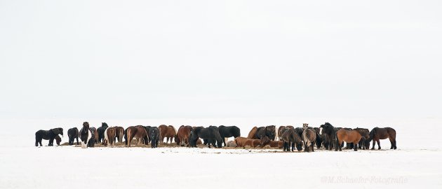 IJslandse Paarden