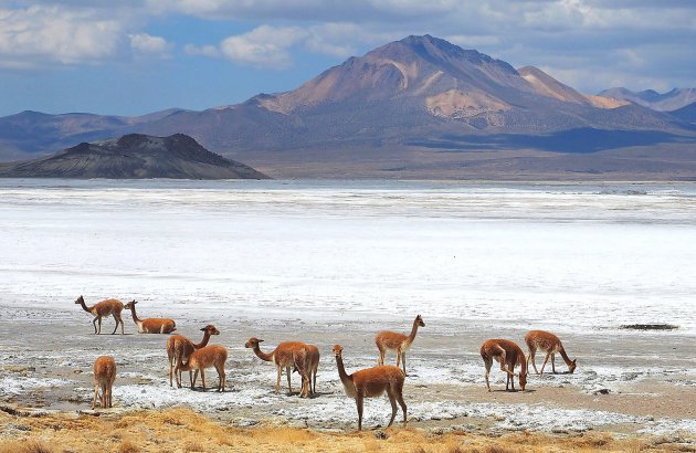 Salar de Surire