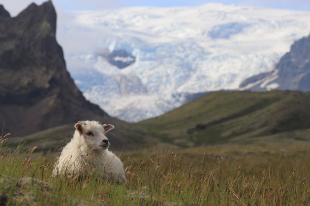 Het liefste lammetje van IJsland