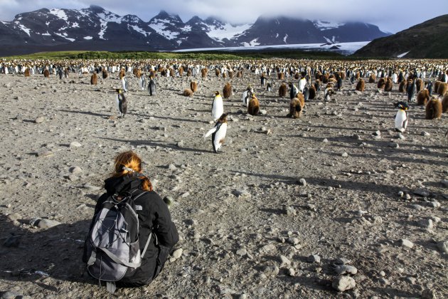 Kijken naar de koningspinguïns op South Georgia