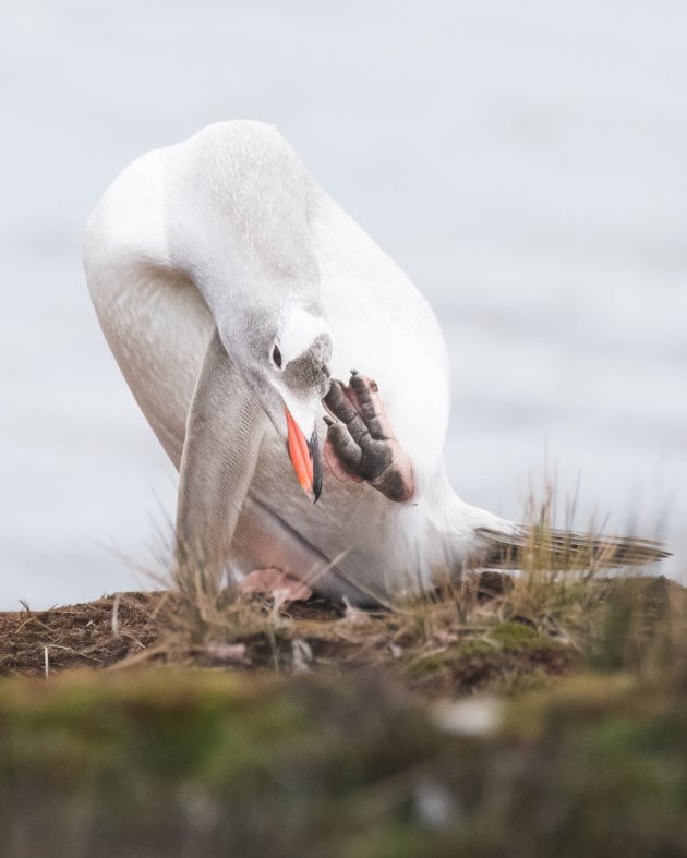 Leucistische pinguïn