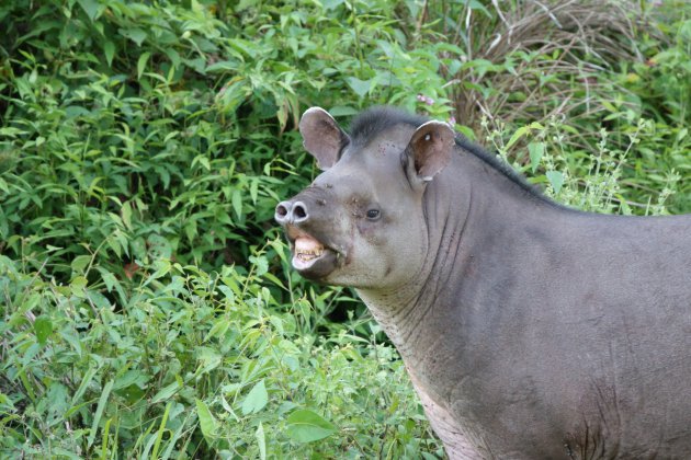 Prachtige glimlach in de prachtige Surinaamse Amazone