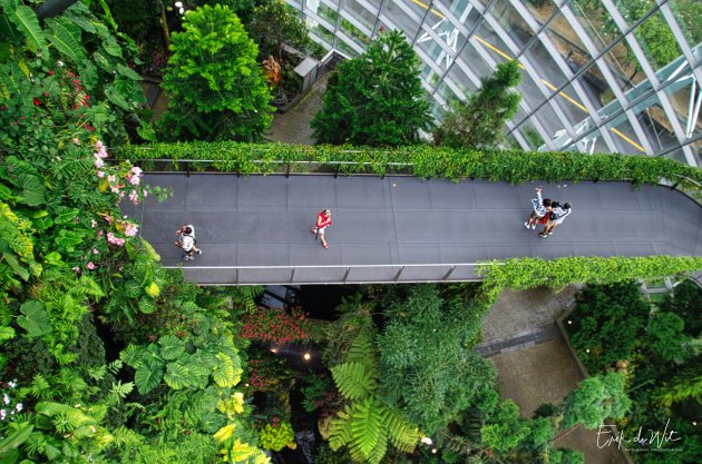 Cloud Forest