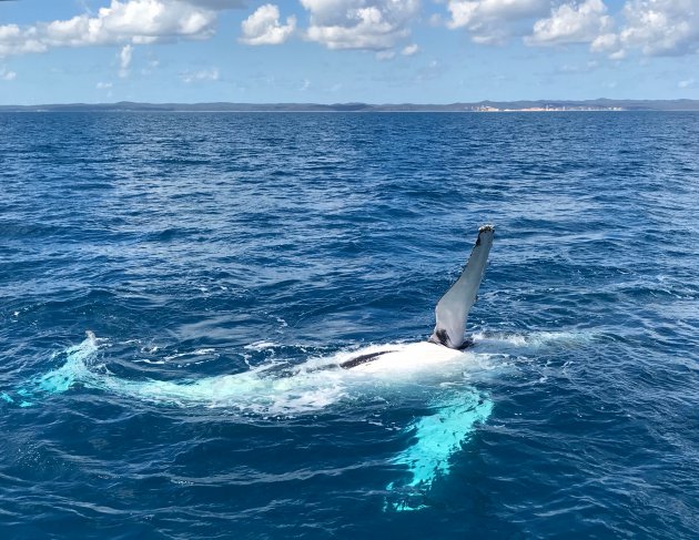 Zwaaiende walvis