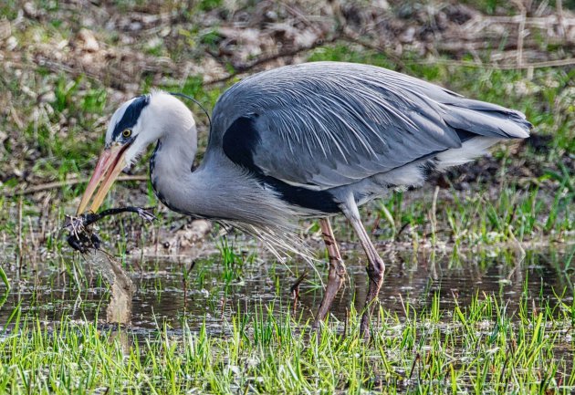 Reiger met Kikkerbilletjes op het menu