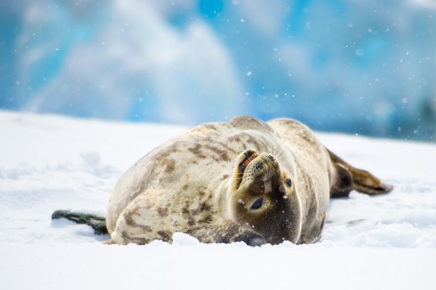 Weddell zeehond.