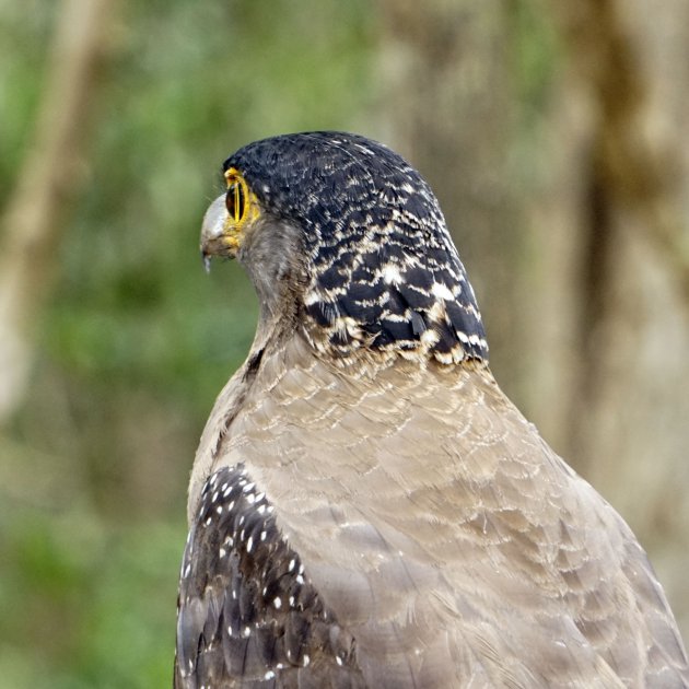 crested serpent eagle