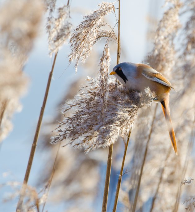 Baardmannetje in de wind