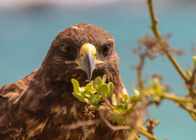 Bijna onwerkelijk om zo dichtbij de vogels te staan