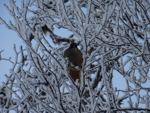 Fins Lapland: een echt winter wonderland