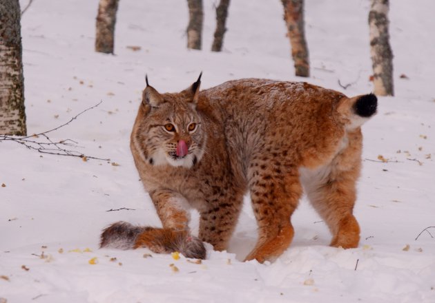 lynx