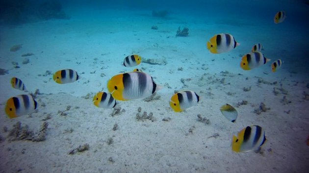 Jardin de Corail