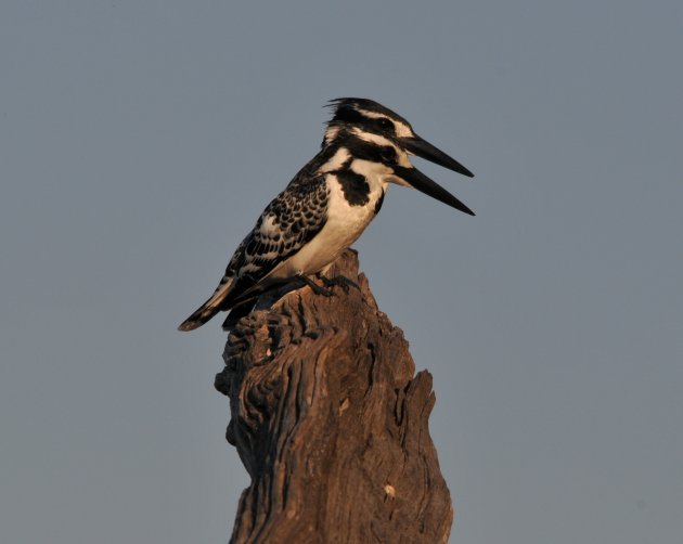 'Siamese tweeling' (Pied Kingfishers)....