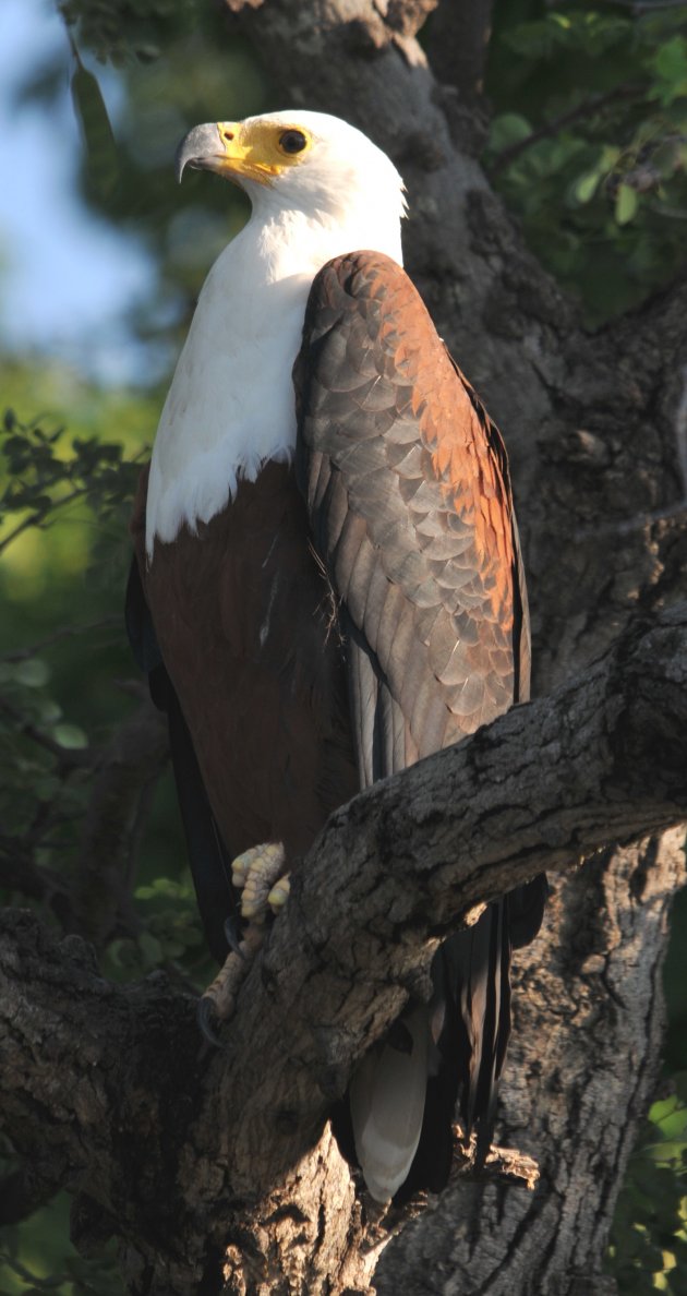 African Fish Eagle