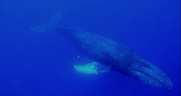 Bultruggen kijken op Maui