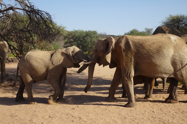 Meet and greet van de laatste woestijnolifanten van Afrika