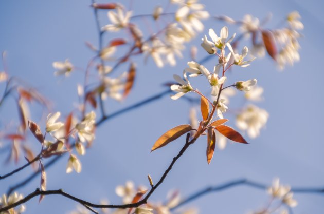 Lente in Nederland is nét zo mooi!