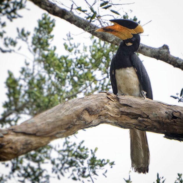 Hornbill