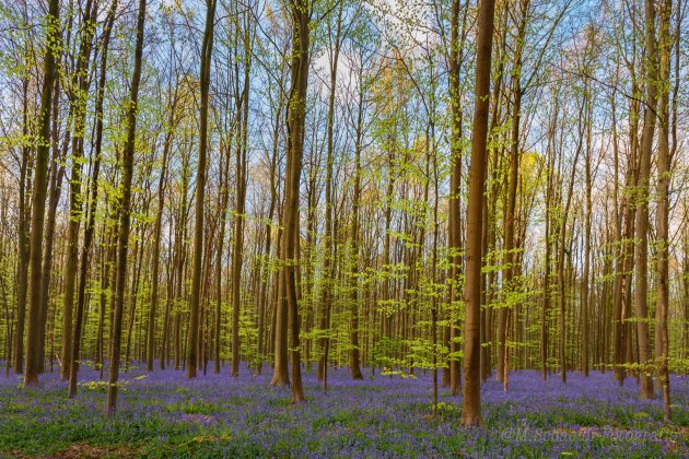 Hallerbos