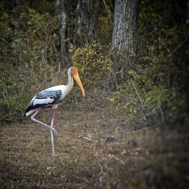 Painted stork