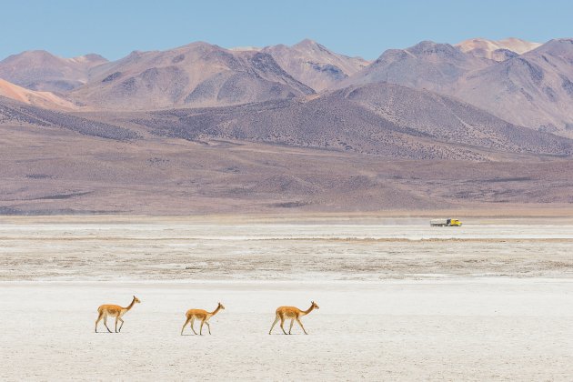 Salar de Surire