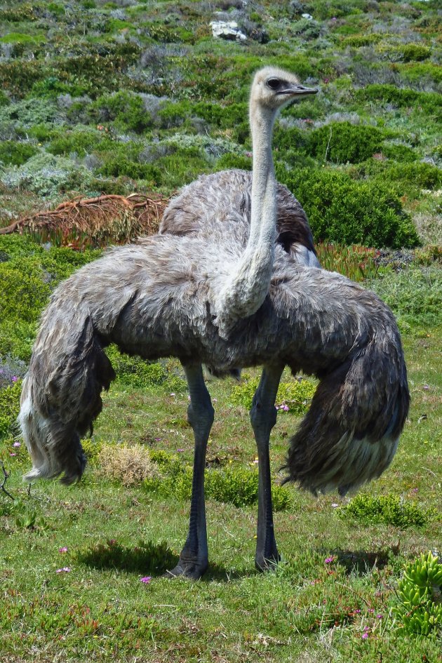 Een vogel die niet kan vliegen...