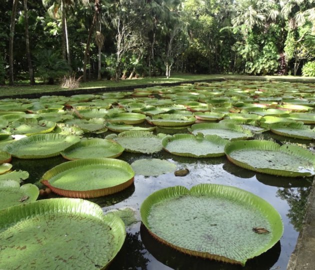 Gigantische waterlelies