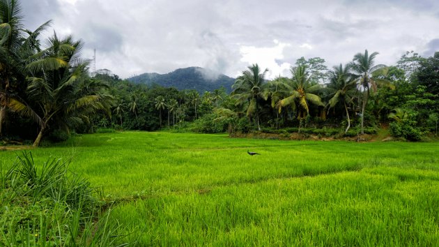 Genieten in de jungle