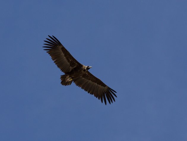 In een lockdown en toch vogels spotten